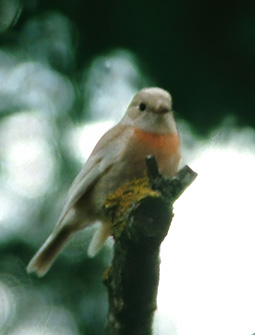An albino Scarlet Robin lived at Grampians Paradise Camping and Caravan Parkland in the 1980’s